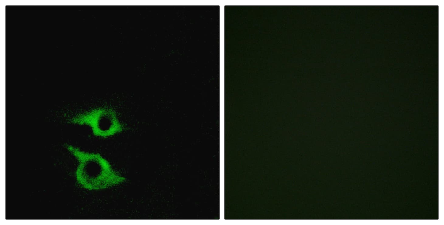 Polyclonal Rabbit anti-Human OR5AP2 Antibody (aa267-316, IF)