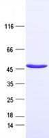 Human SULT2B1 / Sulfotransferase 2B1 Protein (Recombinant DDK,C-terminus)