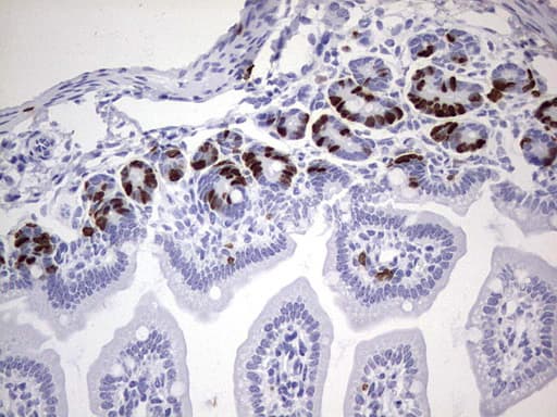 BrdU Antibody (clone 3B6)