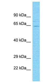 C19orf68 Antibody (aa512-561)