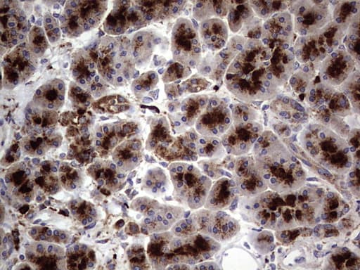 Monoclonal Mouse anti-Human CD63 Antibody (clone OTI5E5, IHC, WB)