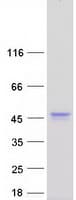 Human C12orf10 Protein (Recombinant Myc-DDK (Flag))