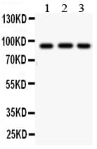 Polyclonal Rabbit anti-Human CUL1 / Cullin 1 Antibody (aa34-52, IHC, WB)
