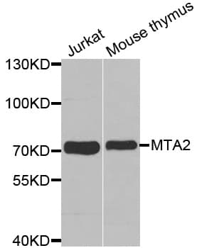 MTA2 Antibody