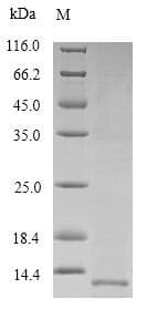 Human SFTPB / Surfactant Protein B (Recombinant)
