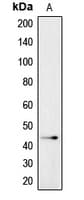 PathPlus™ Polyclonal Rabbit anti-Human IGSF4C / CADM4 Antibody (C-Terminus, IHC, WB)