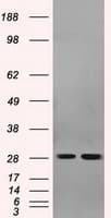 RPA2 / RFA2 / RPA34 Antibody (clone OTI9A1)