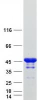 Human SH3GL2 Protein (Recombinant Myc-DDK (Flag))