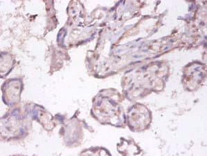 Polyclonal Rabbit anti-Human TNFSF9 / CD137L Antibody (IHC, WB)