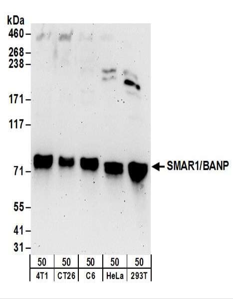 BANP Antibody (aa425-C-term)