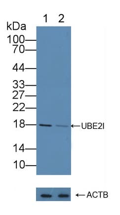 Polyclonal Rabbit anti-Human UBE2I / UBC9 Antibody (aa33-158, WB)