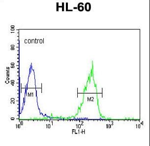 Polyclonal Rabbit anti-Human GZMB / Granzyme B Antibody (aa2-32, IHC, WB)