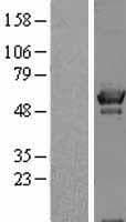 OXSR1 / OSR1 Protein (Over-Expression Lysate Myc-DDK (Flag))