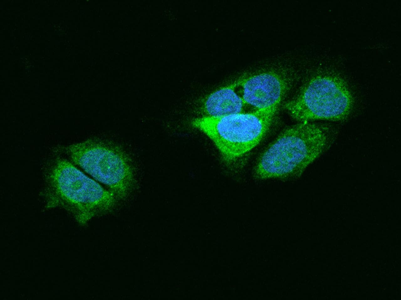 Polyclonal Rabbit anti-Human ITCH / AIP4 Antibody (Preservative Free, IF)