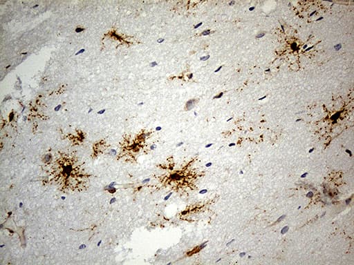 GPR17 Antibody (clone OTI9D6, Carrier-free)