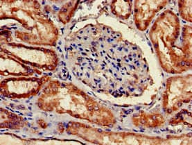 Complement C1QA Antibody