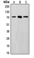 SENP3 Antibody (N-Terminus)