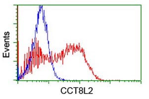 Monoclonal Mouse anti-Human CCT8L2 Antibody (clone OTI4B10, IHC, WB)