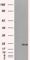 DCXR Antibody (clone OTI4D11)
