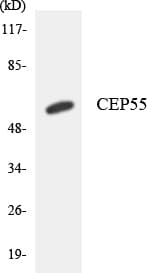CEP55 Antibody (aa69-118)