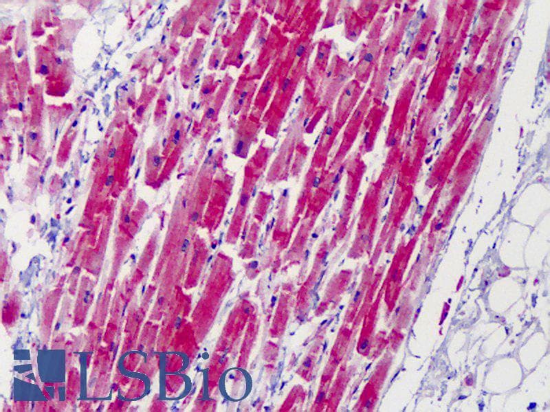 IHC-plus™ Monoclonal Mouse anti-Bovine CAPN1 / Calpain 1 Antibody (clone 15C10, IHC, WB)