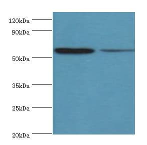 OXCT1 Antibody (aa261-520)