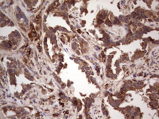 RET Antibody (aa713-1017, clone OTI5C5)