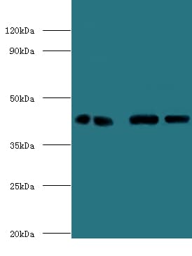ERGIC3 Antibody (FITC)