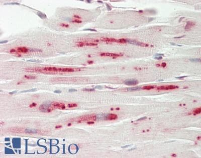MX1 / MX Antibody (C-Terminus)