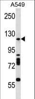 DROSHA / RNASEN Antibody (aa737-764)