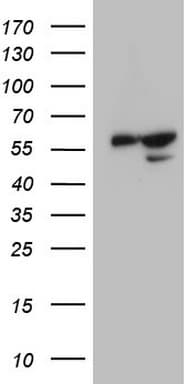 KCTD9 Antibody (aa1-223, clone OTI1B9, Carrier-free)