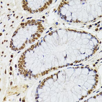 CDX2 Antibody