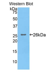 CREBBP / CREB Binding Protein Antibody (aa2216-2442)