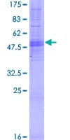 Human OR4B1 Protein (Recombinant GST)
