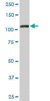 IHC-plus™ TRIM28 / KAP1 Antibody (clone 4E6)
