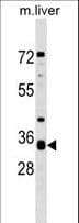 APH1A / APH-1 Antibody (aa41-70)