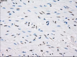 PPP5C Antibody (clone OTI4G8, Carrier-free)