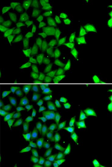 STAM2 Antibody