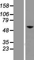 PAX7 Protein (Over-Expression Lysate Myc-DDK (Flag))