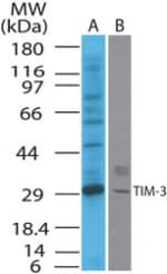 HAVCR2 / TIM-3 Antibody (aa100-200)