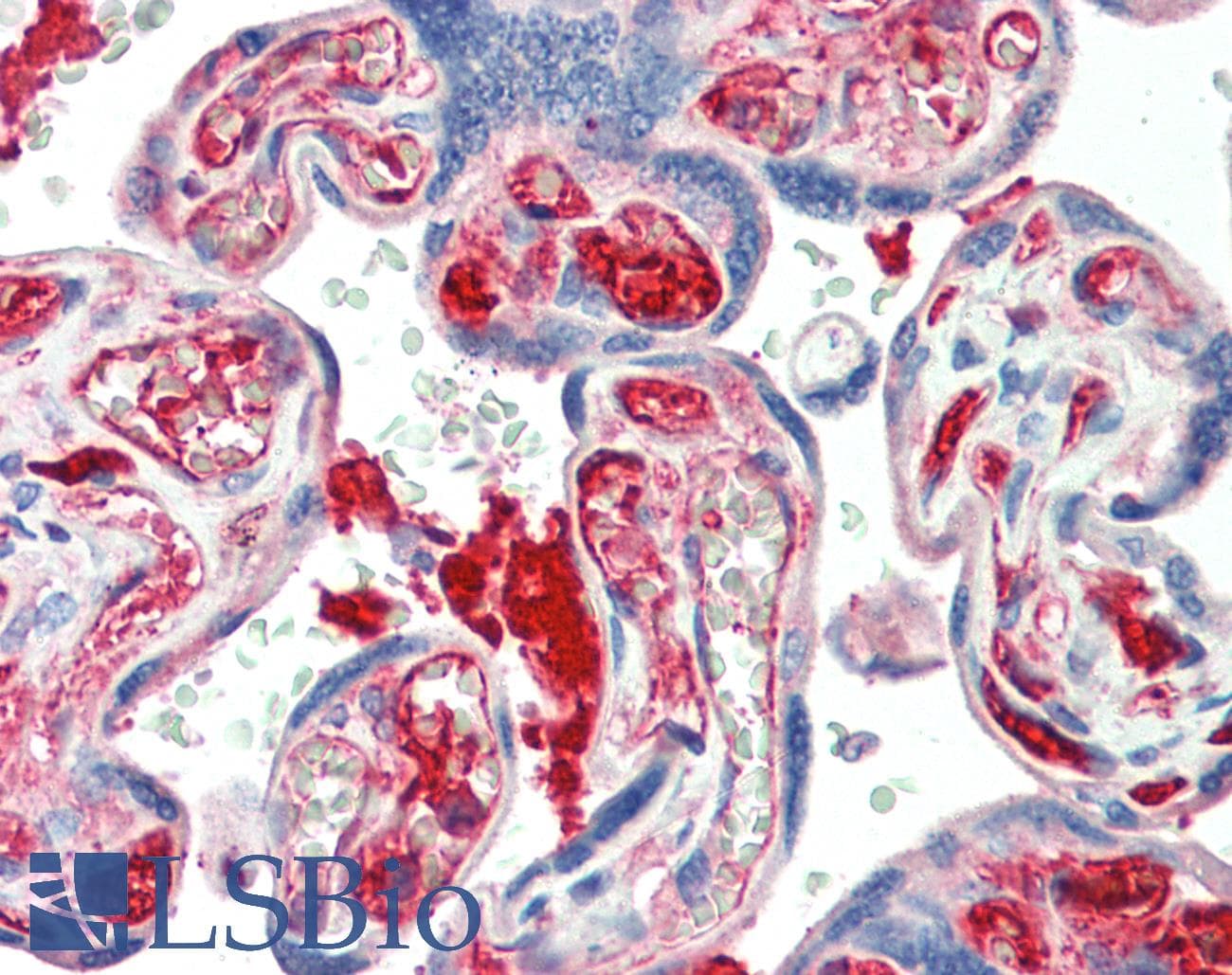 IHC-plus™ KIAA0319 Antibody (aa828-840)