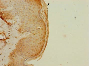 Polyclonal Rabbit anti-Human ELF2 / NERF Antibody (IHC, WB)