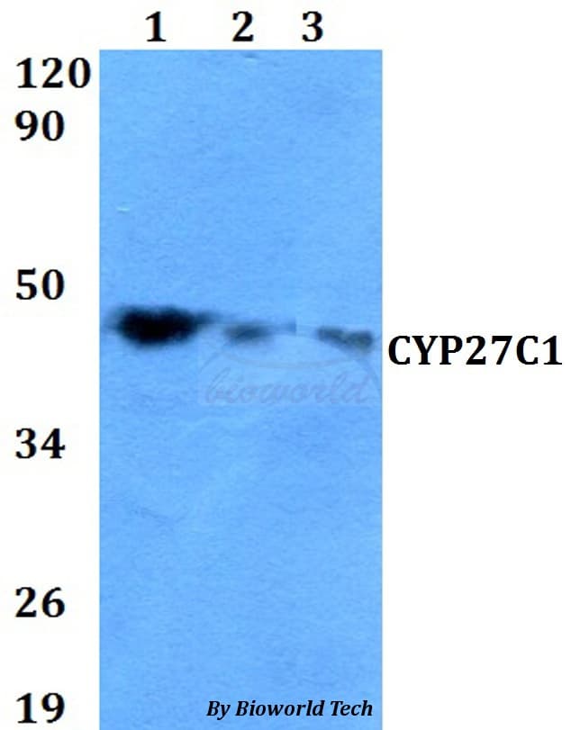 CYP27C1 Antibody