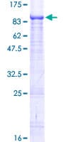 Human EIF3L / EIF3EIP Protein (Recombinant GST)