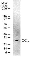 Monoclonal Mouse anti-Mouse CLEC2D / OCIL / LLT1 Antibody (clone 166C1309, aa2-18, WB)