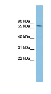 SENP2 Antibody (aa503-552)