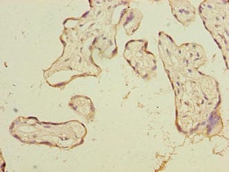 PSG3 Antibody