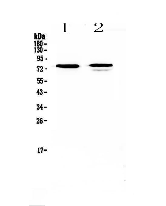 Polyclonal Rabbit anti-Human FZD3 / Frizzled 3 Antibody (IHC, WB)