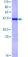 Human SCG10 / STMN2 Protein (Recombinant GST)
