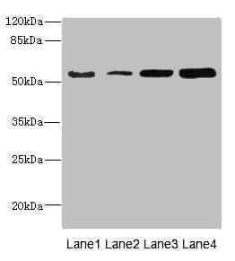 CHRNE Antibody